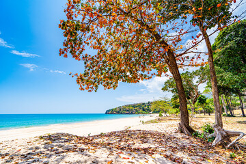 Beautiful beach and sea with changing leaves along the beach on Koh Lanta, Krabi Province, Southern Thailand, Asia.