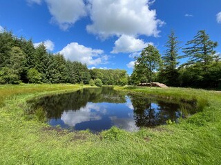 Wall Mural - lake in the forest