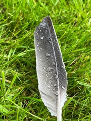 feather on the grass