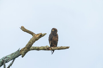 Wall Mural -  Juvennile Bateleur (Terathopius ecaudatus)