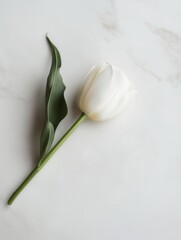 Poster - A white tulip lies gracefully on a marble surface, showcasing the beauty of simplicity and natural design in a serene setting. Generative AI