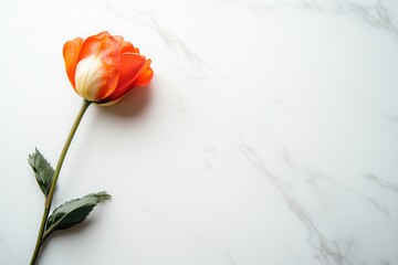 Poster - A vibrant tulip lies delicately on a polished white marble surface, highlighting minimalist design and the elegance of nature. Generative AI