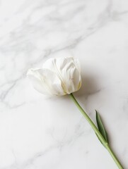 Wall Mural - A delicate white tulip rests elegantly on a smooth white marble surface, showcasing simplicity and tranquility in design. Generative AI