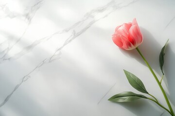 Poster - A single pink tulip with green leaves lies on a bright white marble surface, captured in gentle, natural light creating a serene atmosphere. Generative AI