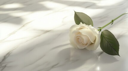 Poster - A delicate white rose rests on a smooth white marble surface, showcasing elegant curves and soft shadows in warm natural light. Generative AI