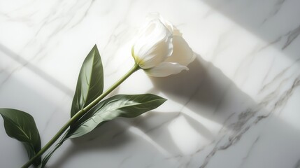 Poster - A solitary white tulip rests gracefully on a smooth white marble surface, illuminated by gentle natural light casting soft shadows. Generative AI