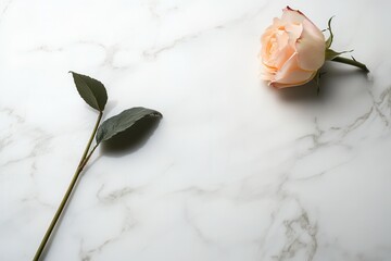 Poster - A soft pink rose rests gently on a smooth white marble surface, evoking calmness in a minimalist arrangement. Generative AI