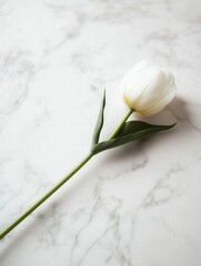 Poster - A delicate white tulip rests gracefully on a clean marble surface, showcasing its natural beauty and minimalist elegance. Generative AI