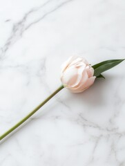Aufkleber - A single pale pink tulip lies gracefully on a white marble countertop, creating a calm and elegant atmosphere. Generative AI