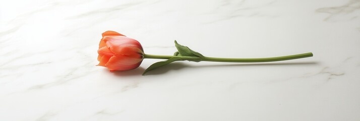 Poster - A solitary tulip lies elegantly on an unblemished white marble surface, showcasing simplicity and natural beauty. Generative AI