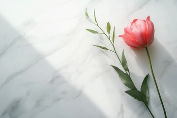 Aufkleber - A delicate pink tulip with green leaves rests gracefully on a gleaming white marble surface, softly lit by natural sunlight. Generative AI