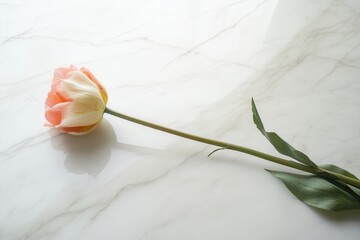 Sticker - A vibrant rose rests gracefully on a flawless white marble surface, showcasing its beauty in a minimalist arrangement. Generative AI