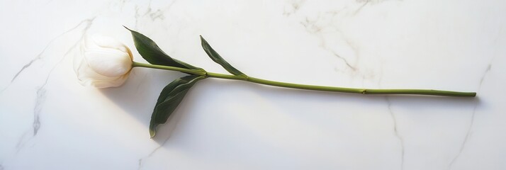 Poster - A white tulip rests on a polished marble surface, emphasizing its elegance and the serene atmosphere around it. Generative AI