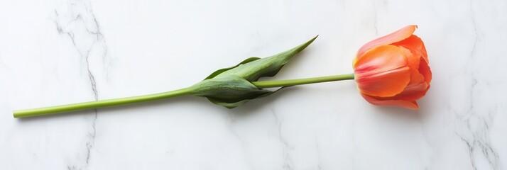 Aufkleber - A single tulip lies gracefully on a smooth marble surface, highlighting its vibrant hues and creating a serene atmosphere. Generative AI