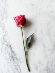 Poster - A single tulip, vibrant and fresh, lies gracefully on a white marble surface, illuminated by gentle natural light. Generative AI