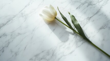 Poster - A single white tulip lies elegantly on a clean marble surface, illuminated by gentle natural light, creating a serene atmosphere. Generative AI