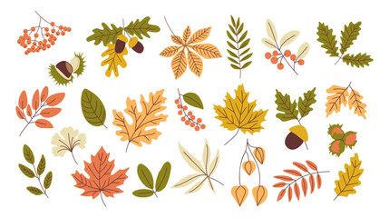 Wall Mural - Set of dried autumn leaves colorful vector flat illustration. Collection of various branches and foliage isolated on transparent background. Fall season hand drawn design elements, clipart.