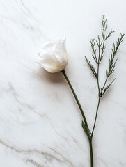 Poster - A delicate white flower and green stem are placed elegantly on a seamless white marble surface, exuding tranquility and simplicity. Generative AI
