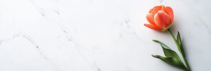 Poster - An elegant orange tulip lies on a smooth white marble surface, capturing the beauty of simplicity and natural light. Generative AI