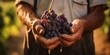 © Mountains Hunter - A farmer holds a bunch of grapes in his hands. Close-up of harvesting. Generative AI.