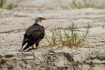 Wall Mural - american bald eagle perched on a sandy beach