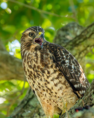 Wall Mural - red-shouldered hawk perched in a tree