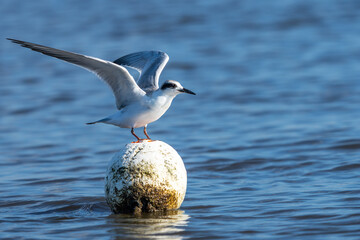 Wall Mural - forster's tern perched on a crab trap buoy