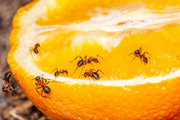 Black ant eating sliced orange on the dish. Selective focus