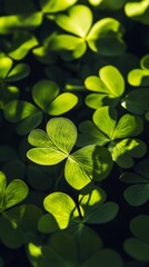 Wall Mural - Sunlight shining through vibrant green clover patch