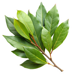 Branch of fresh bay laurel leaves isolated on transparent background