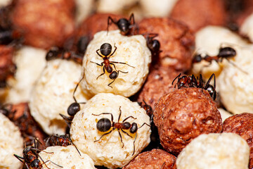 Ants carrying their larvae and pupae into the understory after their colony was attacked. In tropical rainforest, Ecuador