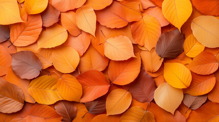 Wall Mural - beautiful autumn leaves in vibrant colors covering the ground