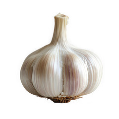 Garlic isolated on a transparent background png file no background_1 png file