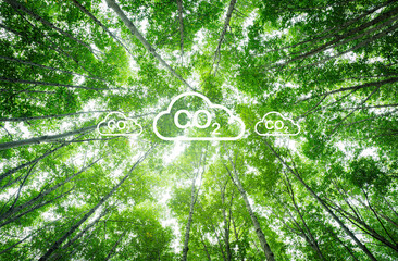 Wall Mural - natural carbon capture solution. green trees in forest as carbon sink. sustainable ecosystems. clima