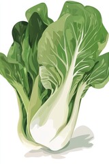 Wall Mural - Fresh Bok Choy in Vibrant Green Illustration