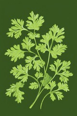 Wall Mural - Fresh Green Cilantro Leaves on Dark Background