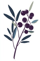 Wall Mural - Botanical Illustration of Olive Branch with Berries