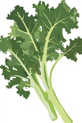 Wall Mural - Illustration of Fresh Kale Stems and Leaves