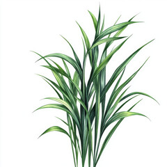 Wall Mural - Green tropical long grass drawing isolated on a white background