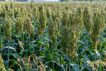 Overview over field of millet not ripe grains as whole plant on ecological organic farm 3