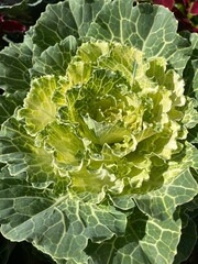 Decorative green cabbage in the garden