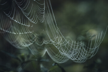 close up of a spider web with dew drops and dark green background