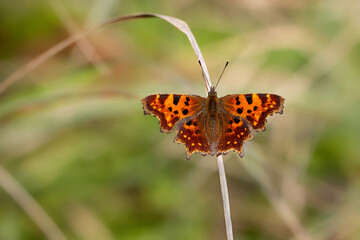 Comma butterfly (Polygonia c-album). 