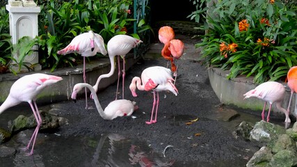 Wall Mural - Flock of Flamingo birds in Madeira Island, Portugal.