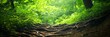 © Nima - A serene woodland ravine with a network of intertwining tree roots leading to a lush green forest, symbolizing nature's resilience, interconnectedness, and the passage of time.
