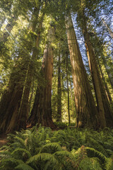 Redwood Trees. California. United States.