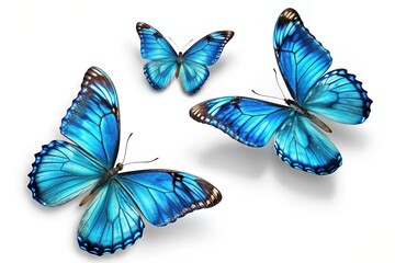 grace, natural beauty, graceful, vibrant, wildlife, three vibrant blue butterflies with intricate pa