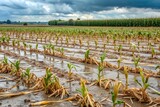 A field of destroyed maize stalks due to hail damage and heavy rain, ruined, agricultural disaster, ruined maize field, ruined plants, damage, destruction, natural disaster