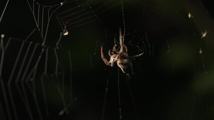Big Spooky Frightening Garden Spider Sitting At Night On Spiderweb, Waiting For Victim In Trap. Halloween Background. 