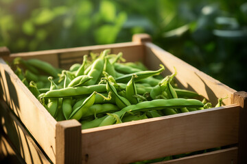 Wall Mural - peas in strings fresh in wooden crate